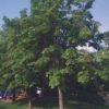 Φιλύρα – Φλαμουριά (Tilia) - Image 4