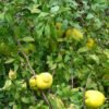 Τσιντόνια (Chaenomeles) - Image 4