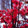 Τσιντόνια (Chaenomeles) - Image 2