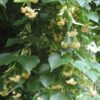 Φιλύρα – Φλαμουριά (Tilia) - Image 3